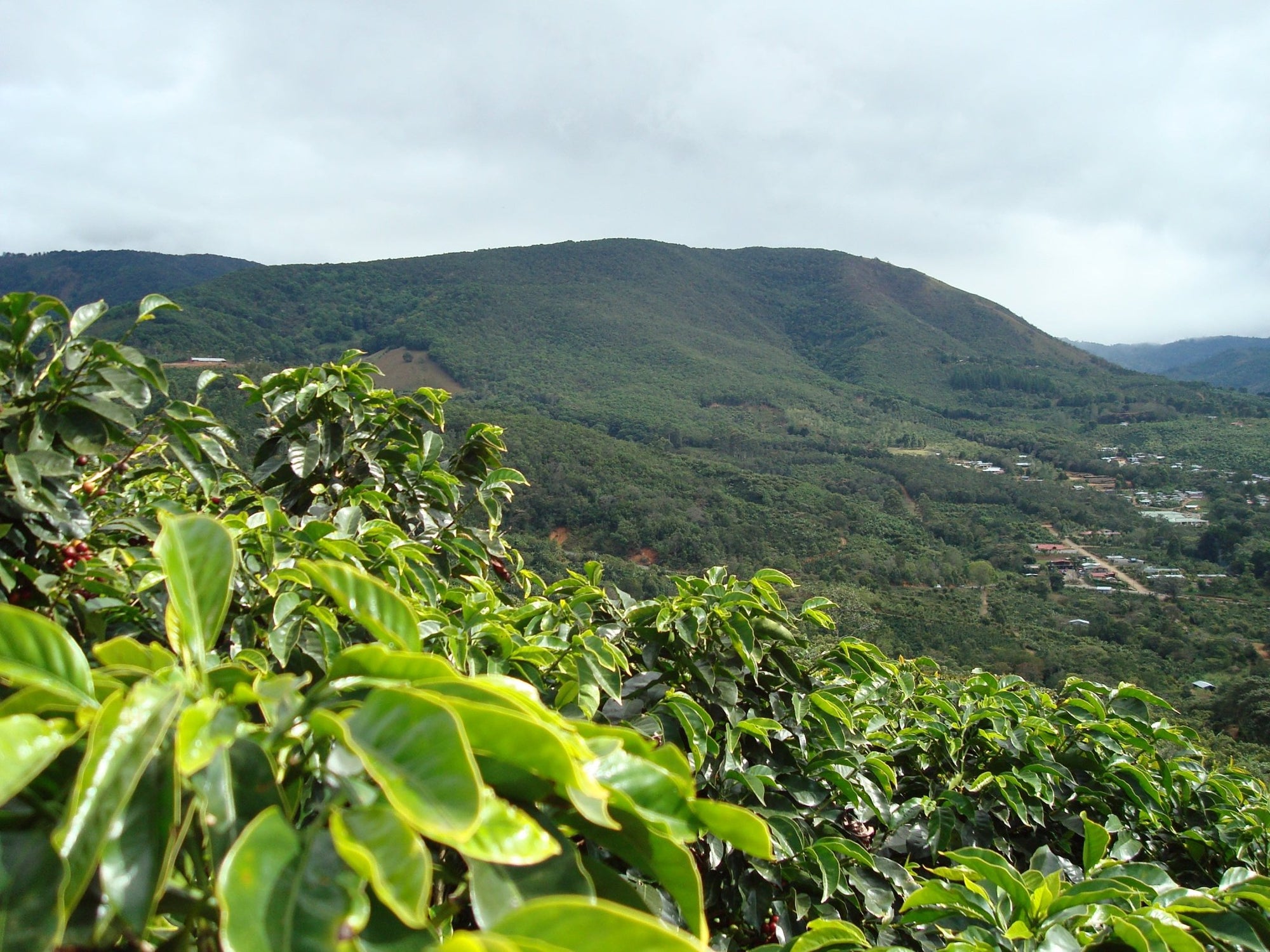 What is Single-Origin Coffee? - US Roast
