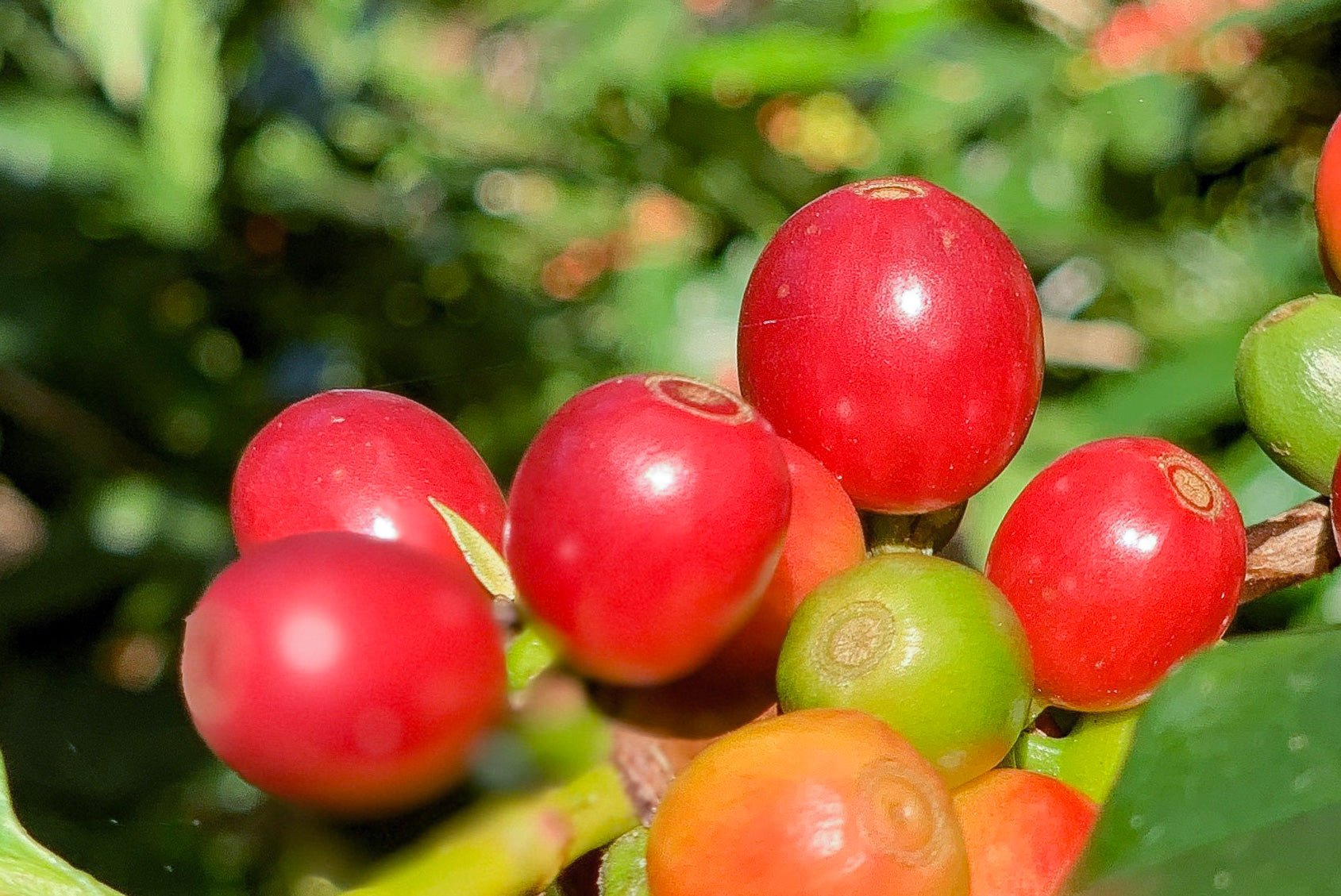 Three Methods for Producing Coffee - US Roast