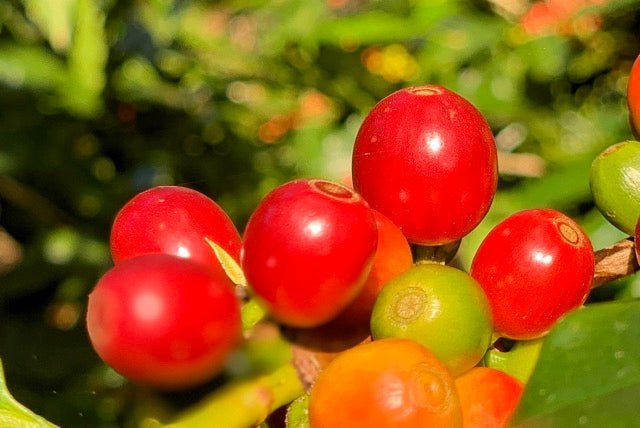 What is the Coffee Plant? - US Roast