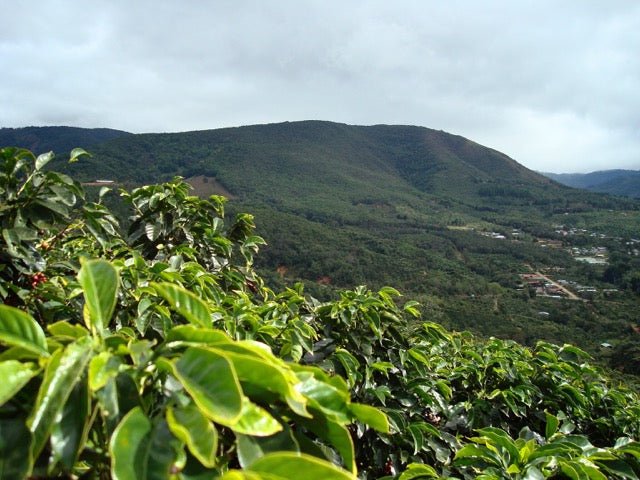 Where is Coffee Grown? - US Roast